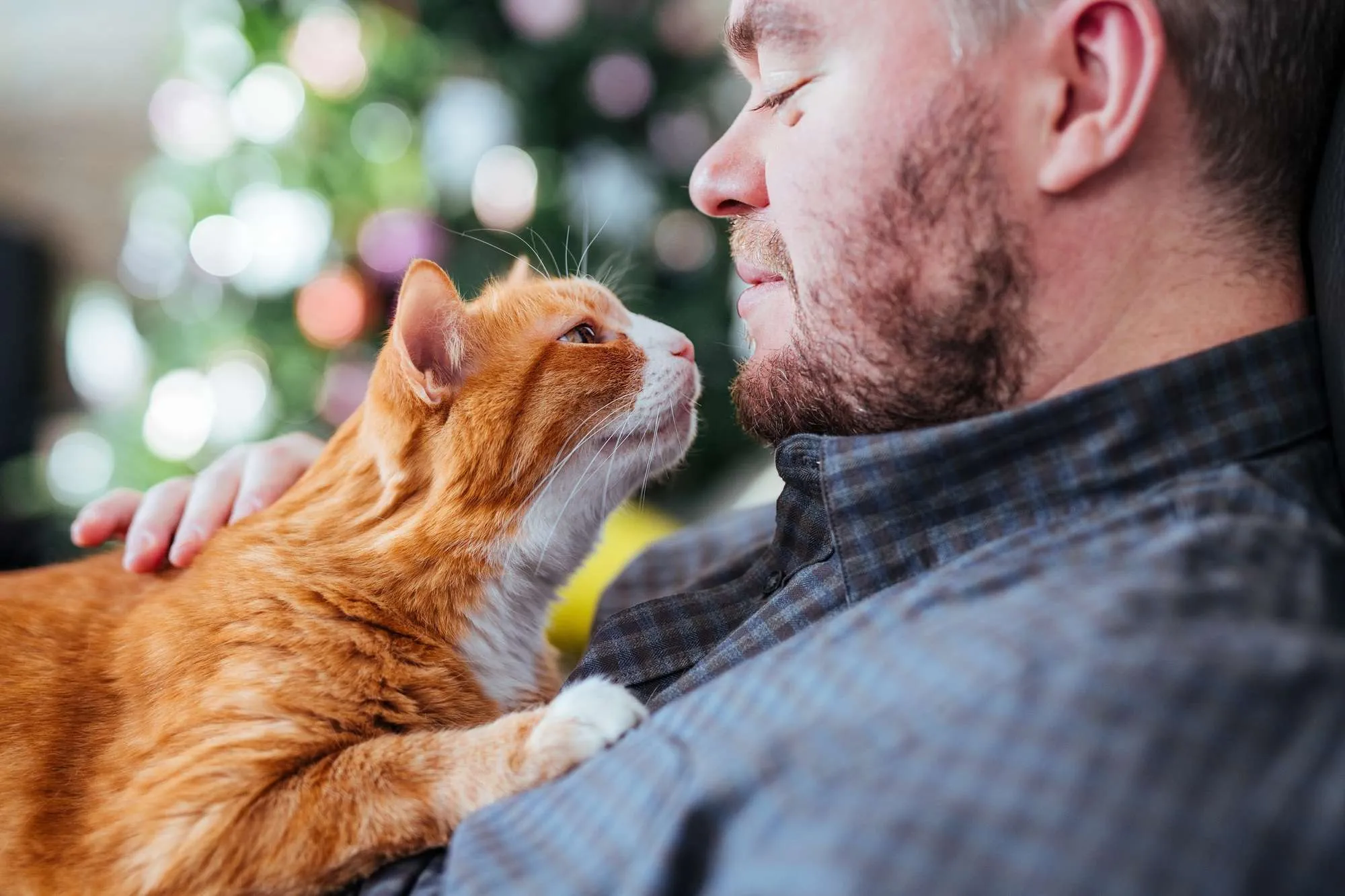 Orange and white cat laying on its owner wearing gray shirt and has facial hair looking down at cat with blurred background.