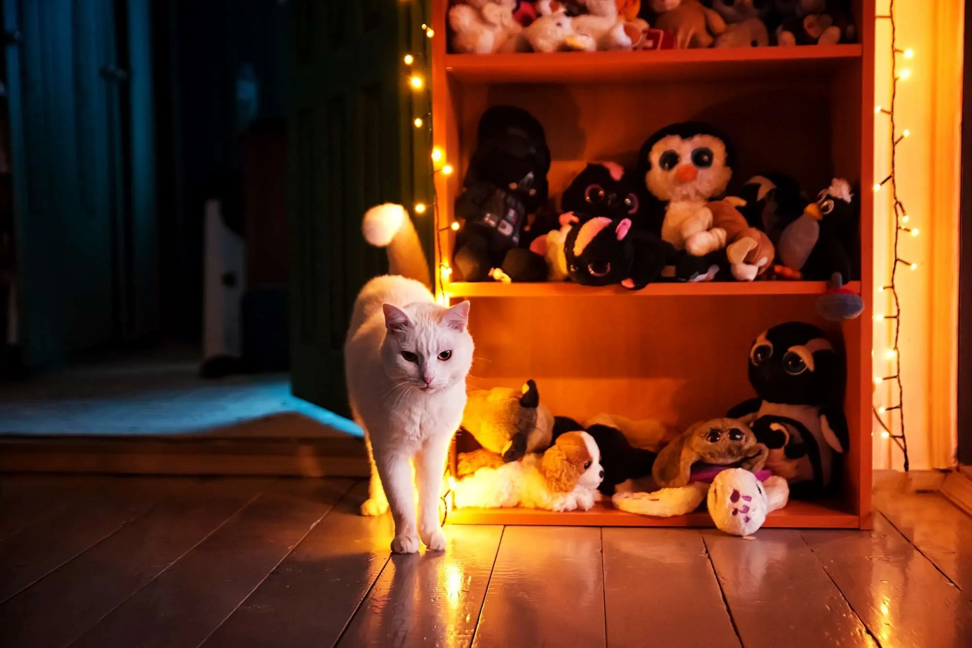 White cats. White cat walking in room with light toys in background.