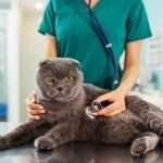 Woman veterinarian examining cat on table in veterinary clinic. Medicine treatment of pets.