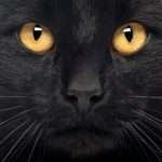 Close-up of a Black Cat