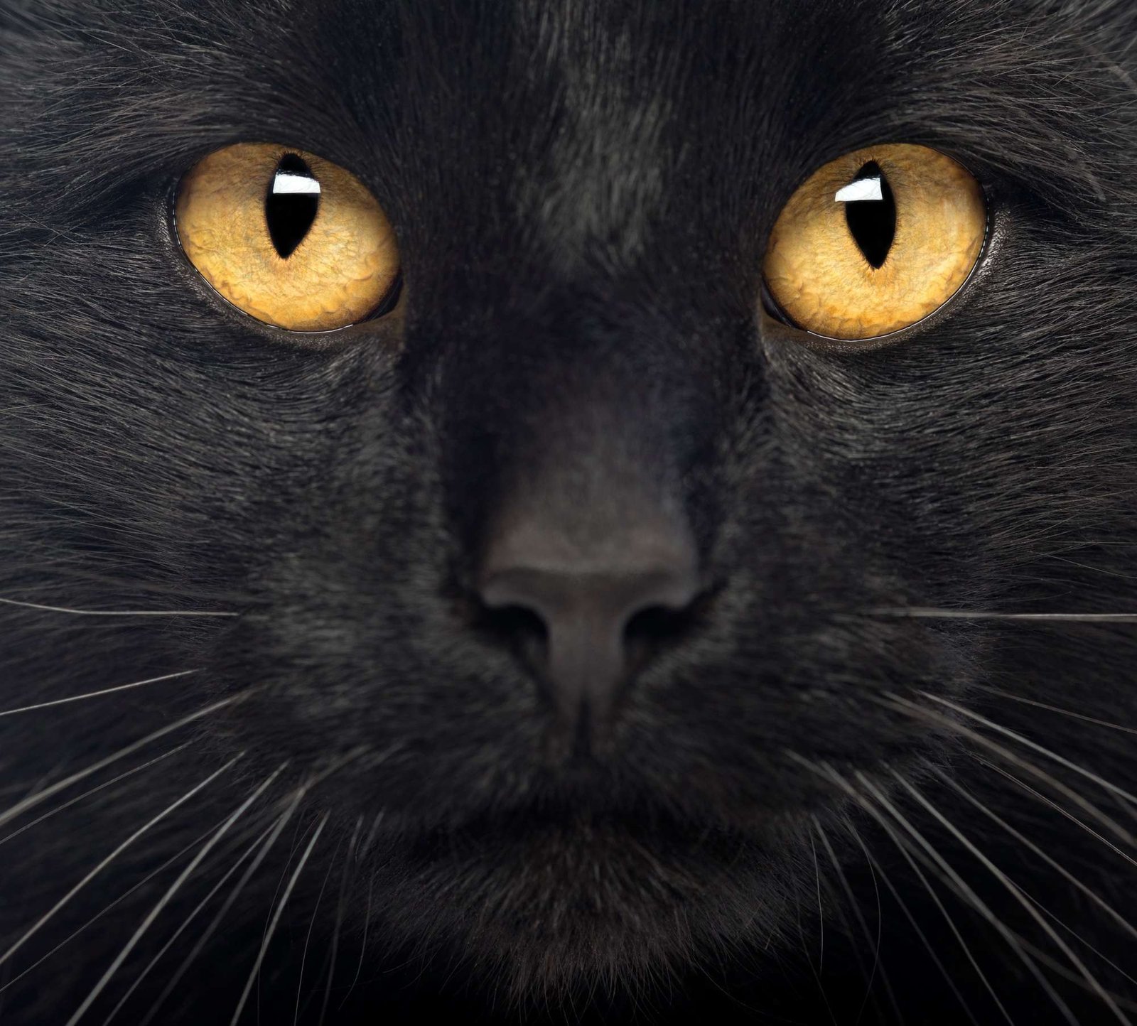 Close-up of a Black Cat