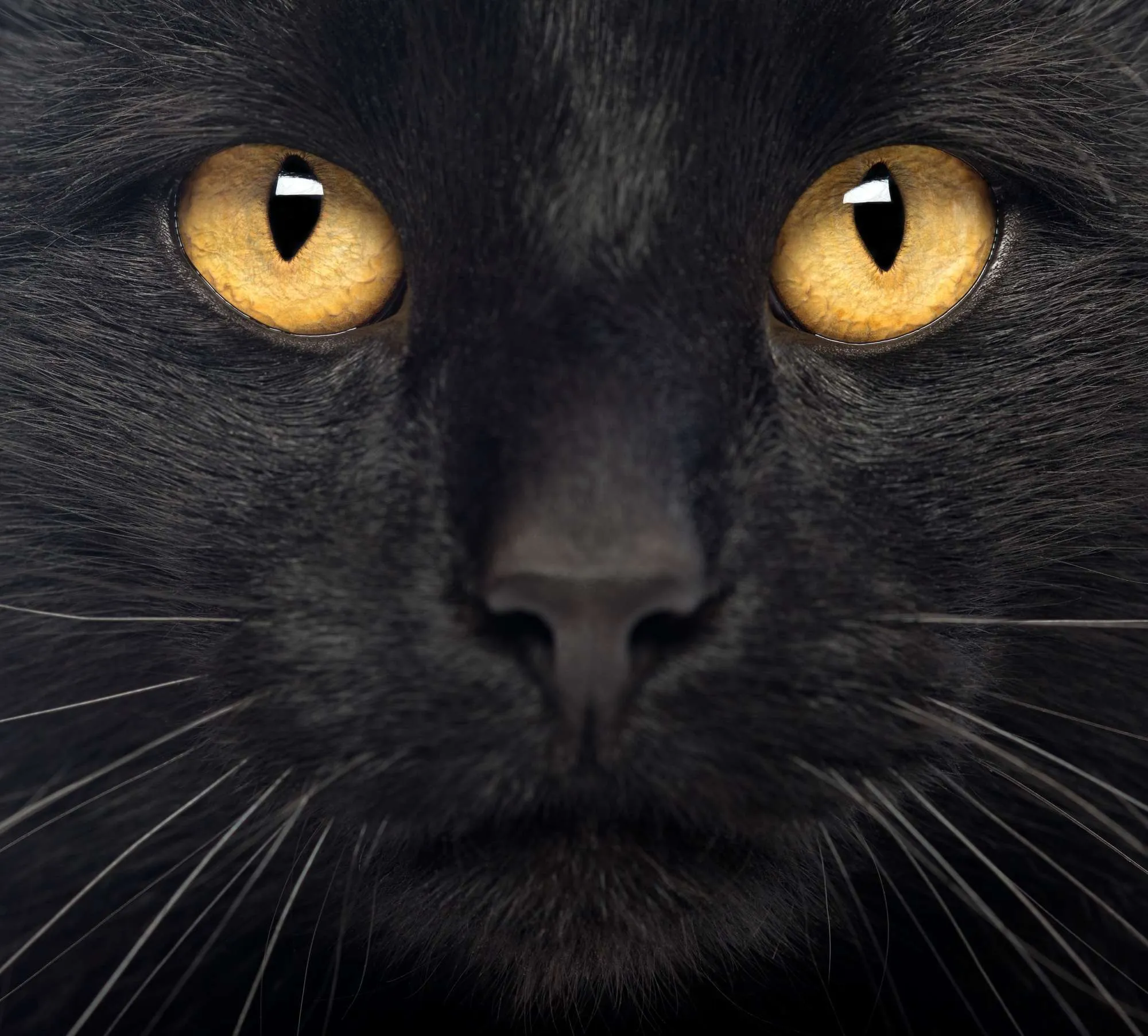 Close-up of a Black Cat