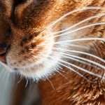 Closeup macro view of purebred Abyssinian cat with head to the side showing white whiskers.