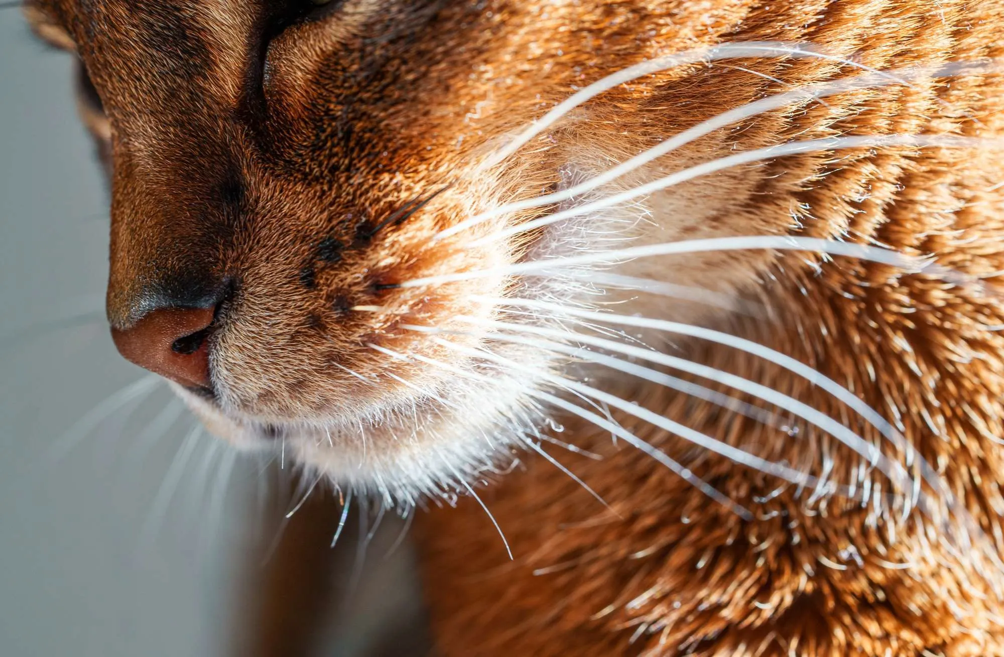 Closeup macro view of purebred Abyssinian cat with head to the side showing white whiskers.