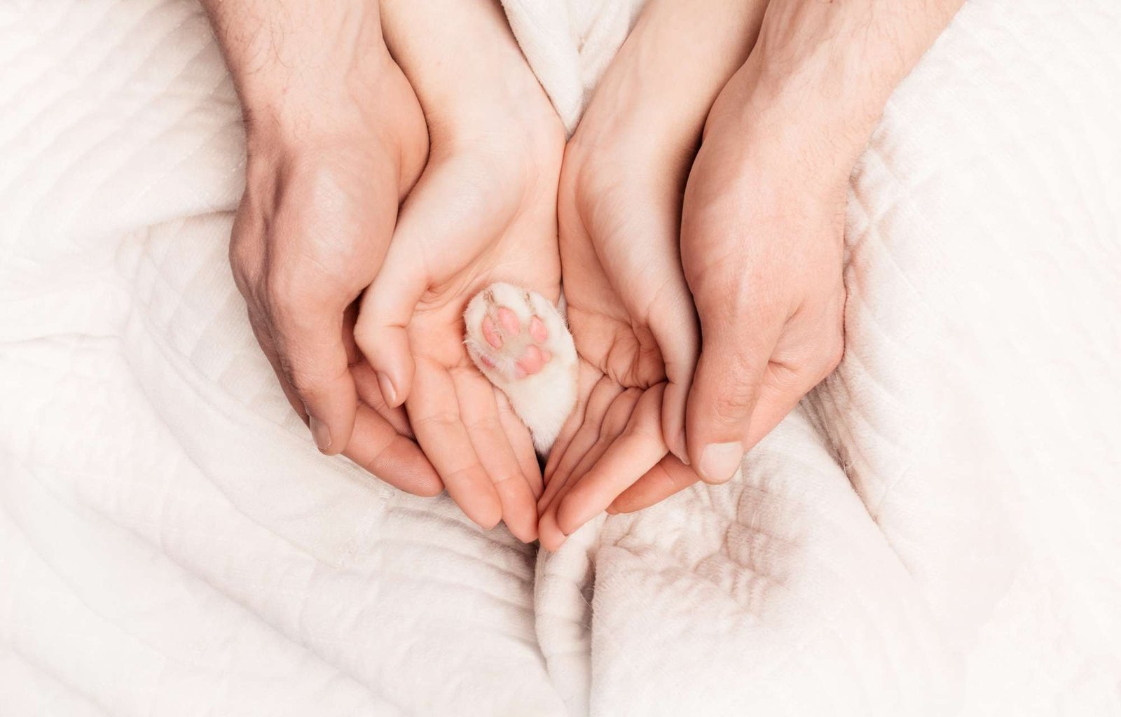 Female and male hand hold cat's paw as a child. Conceptual photo of a family and a cat. Love