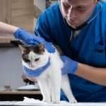 Veterinary doctor examining a sick cat with stethoscope in a vet clinic.