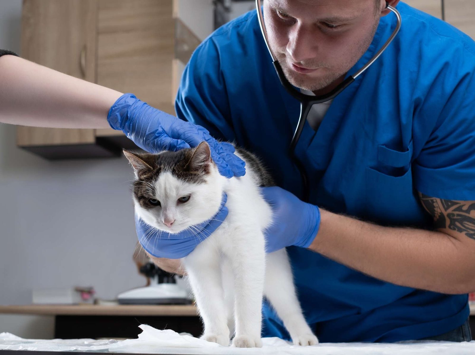 Veterinary doctor examining a sick cat with stethoscope in a vet clinic.