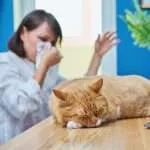 Woman in blue painted room, allergic to cat fur sneezing into napkin with orange tabby cat lying on desk sleeping.
