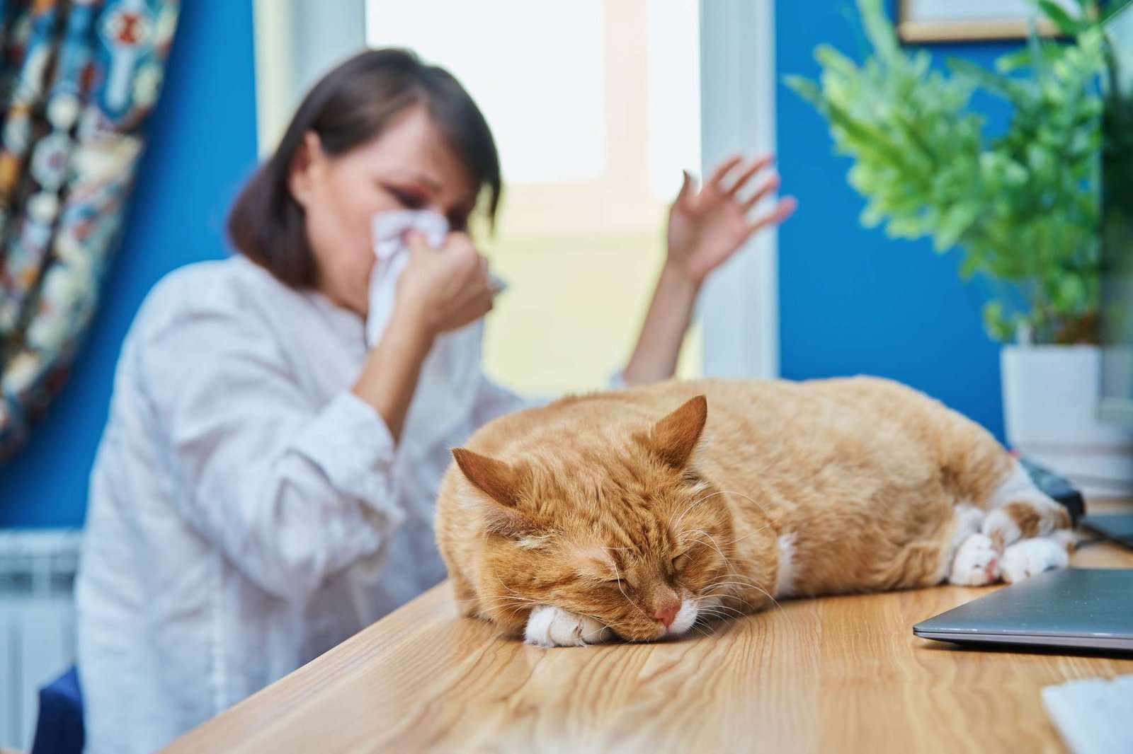 Woman in blue painted room, allergic to cat fur sneezing into napkin with orange tabby cat lying on desk sleeping.