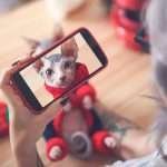 Woman taking cell phone picture of Sphynx cat wearing pullover.