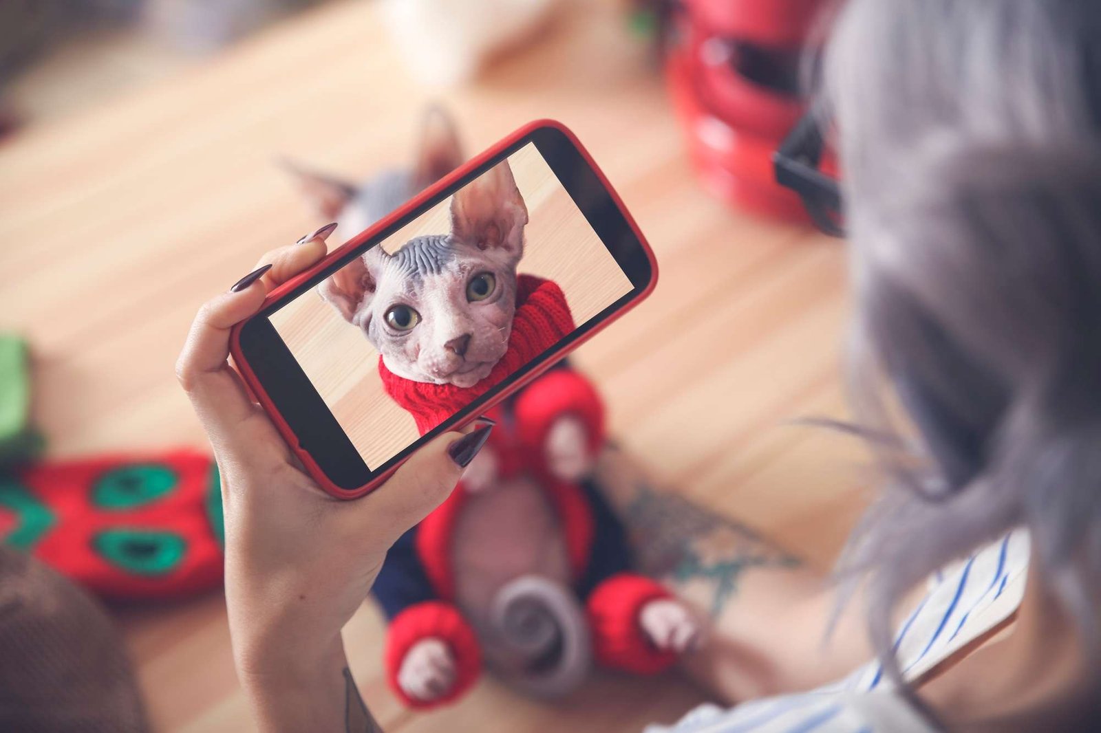 Woman taking cell phone picture of Sphynx cat wearing pullover.