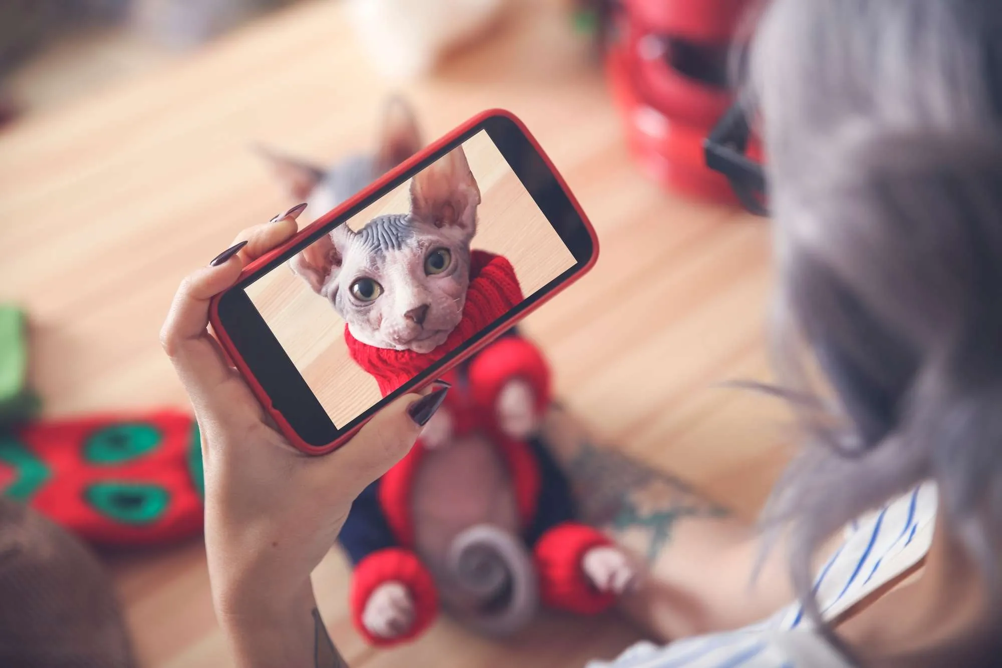 Woman taking cell phone picture of Sphynx cat wearing pullover.
