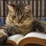 Concept of reading. World book day. Cat with books around pretending to read.