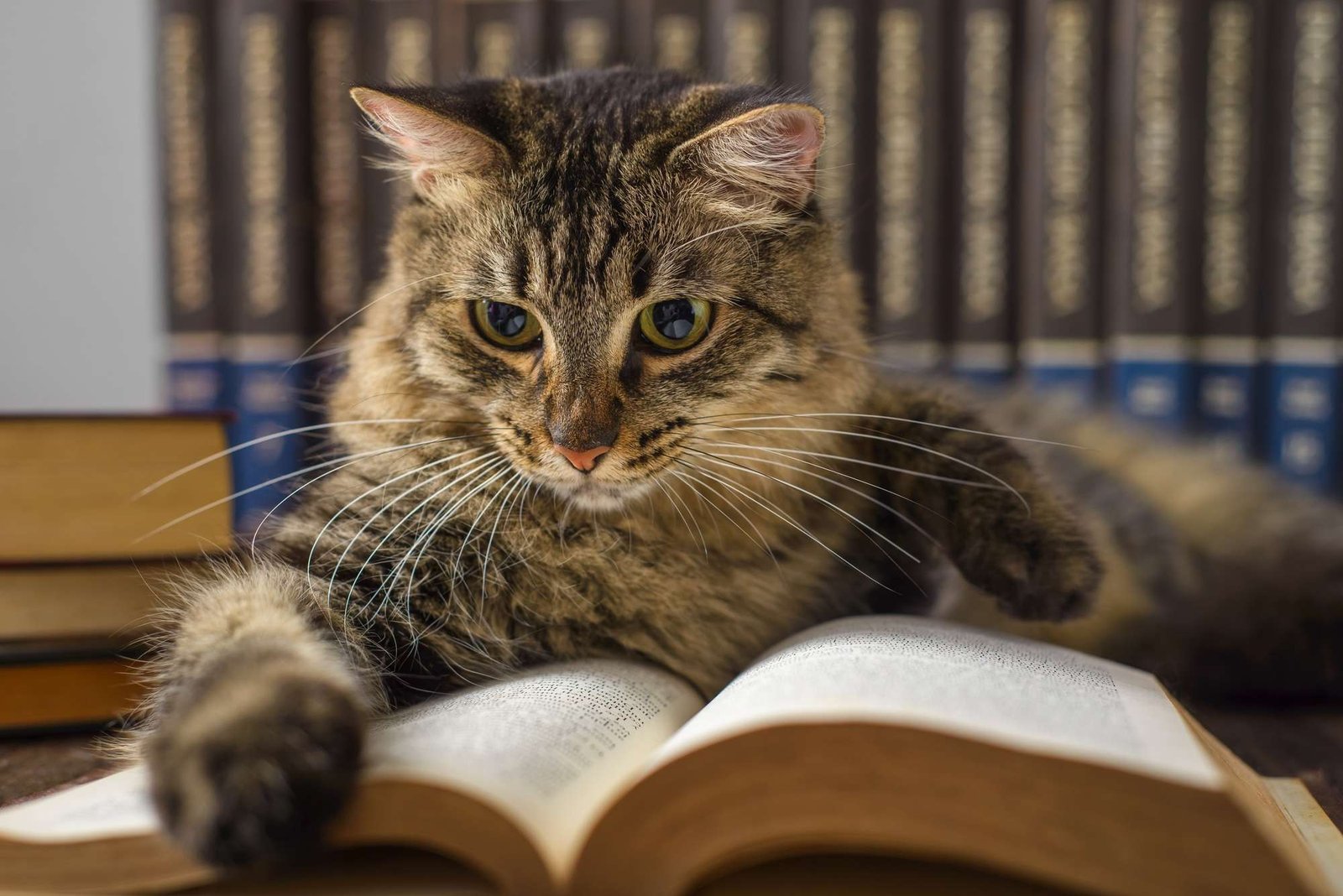 Concept of reading. World book day. Cat with books around pretending to read.