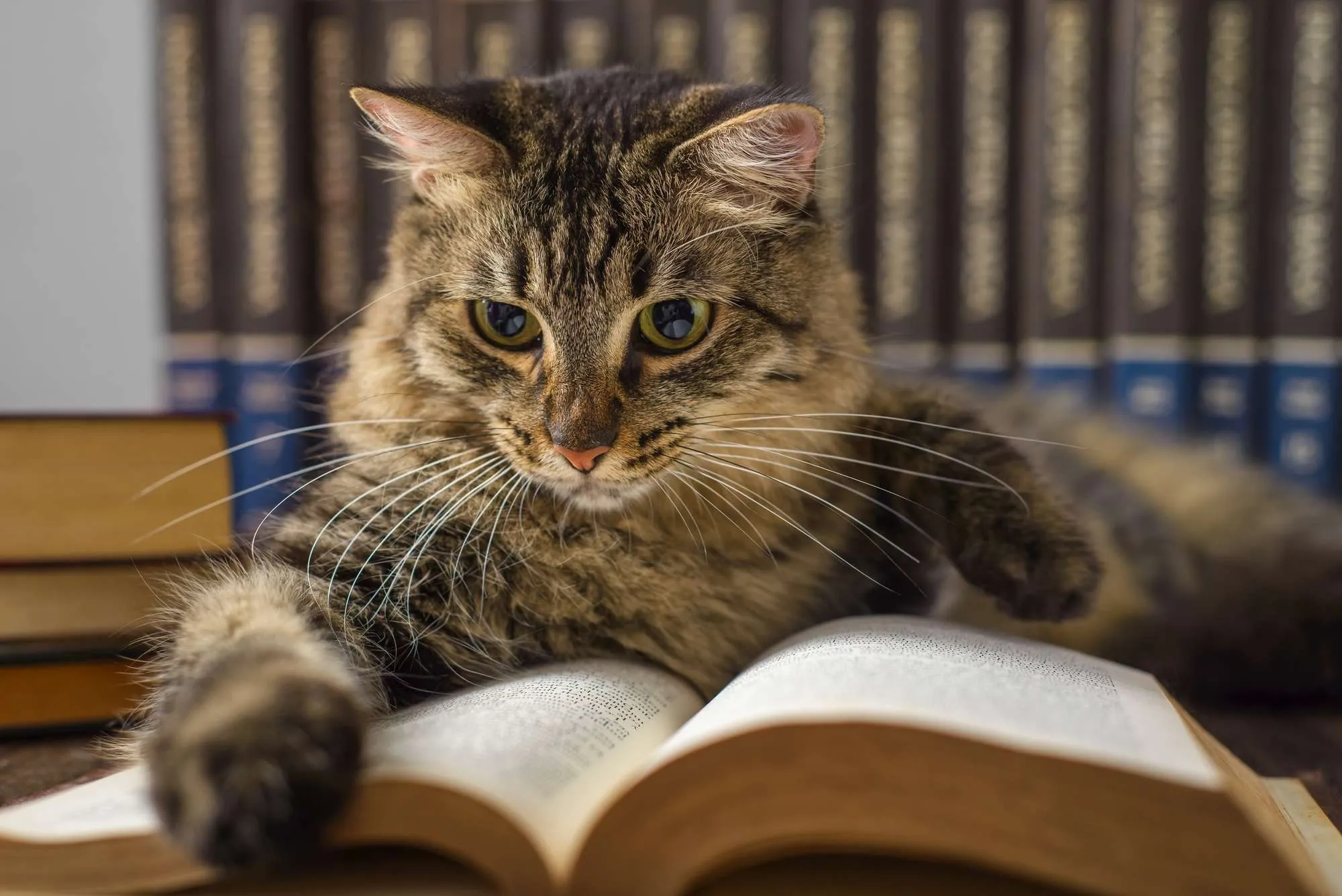 Concept of reading. World book day. Cat with books around pretending to read.