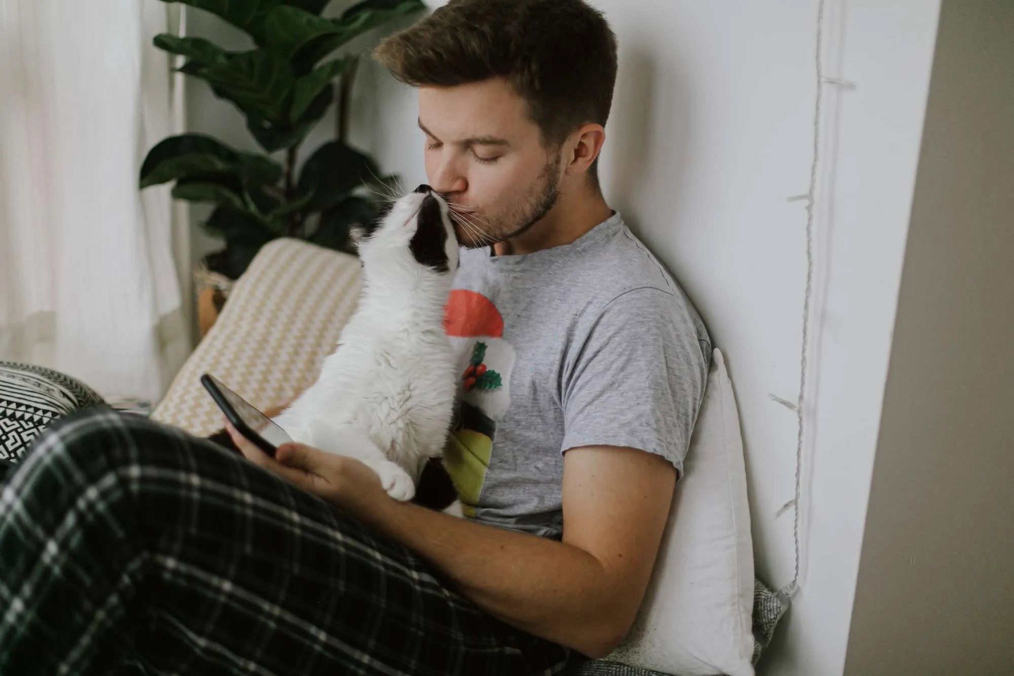 Cute cat playing and kissing owner and attracting attention from smartphone