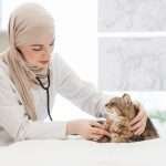 Focused female veterenary examining cat using stethoscope