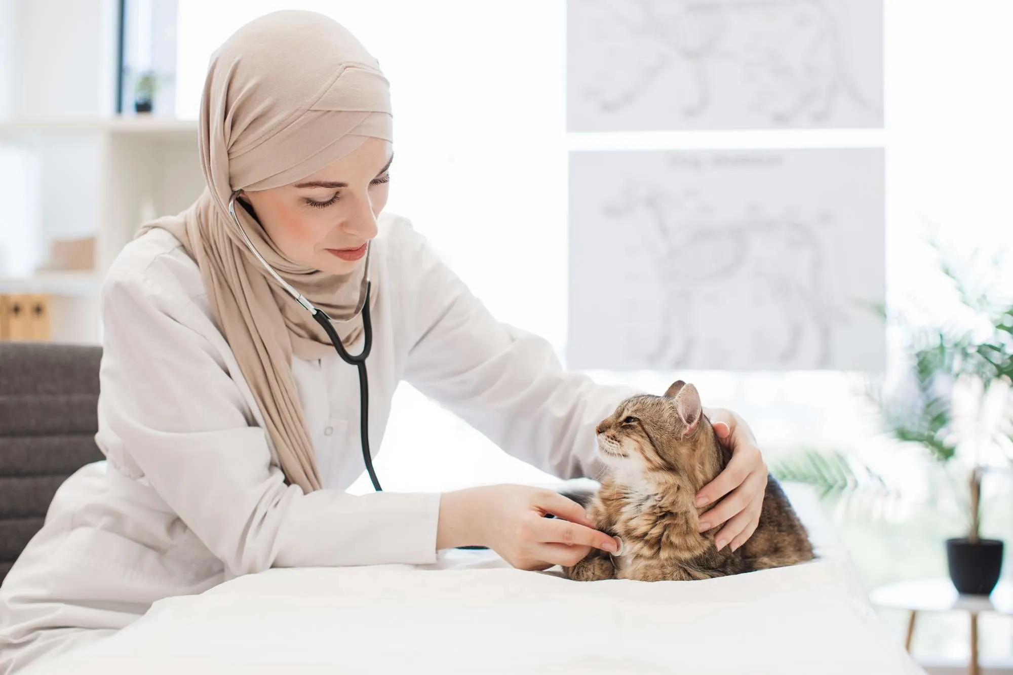 Focused female veterenary examining cat using stethoscope