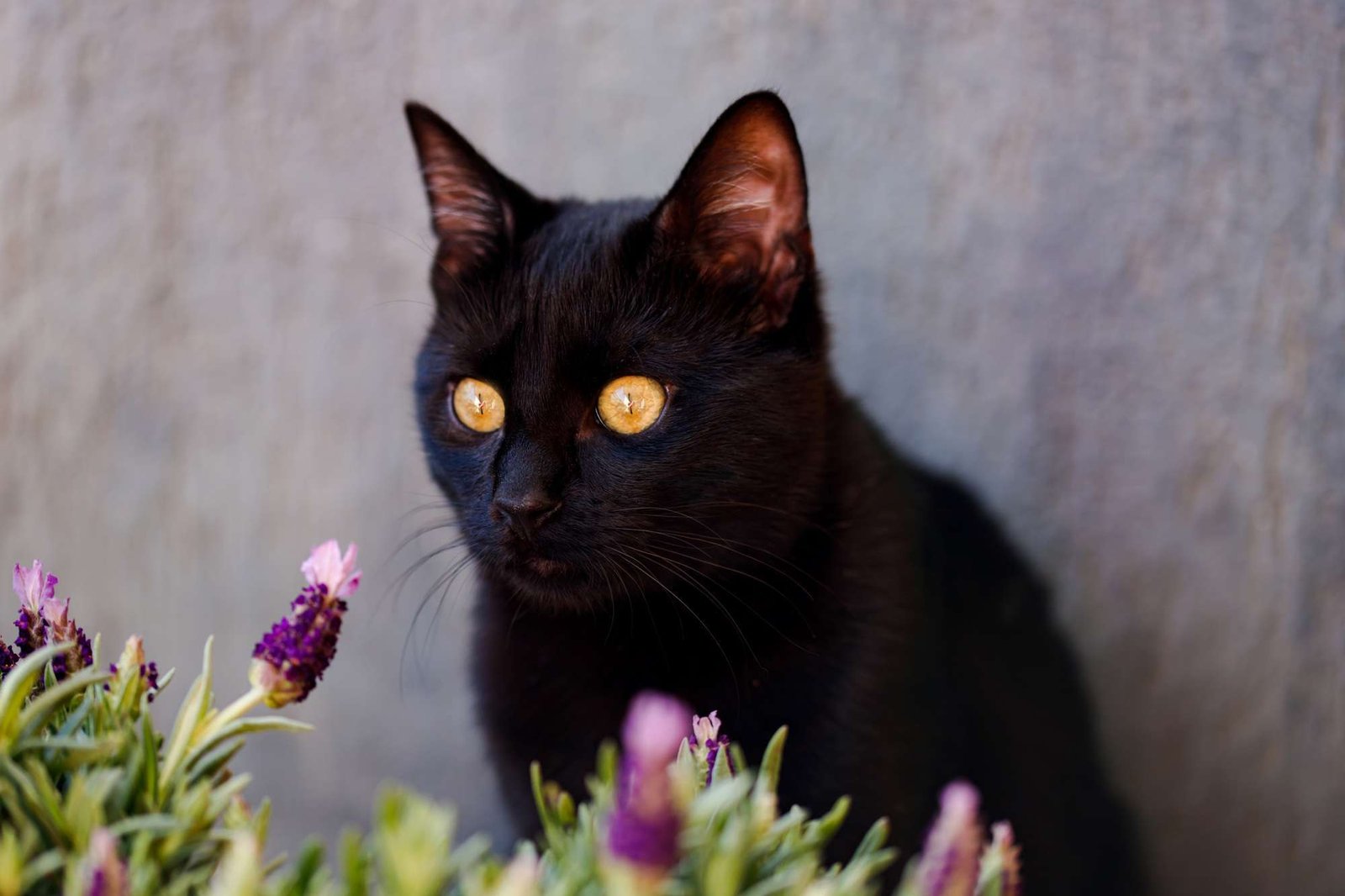 Little black cat snifing lavender plant. Spring gardening concept.