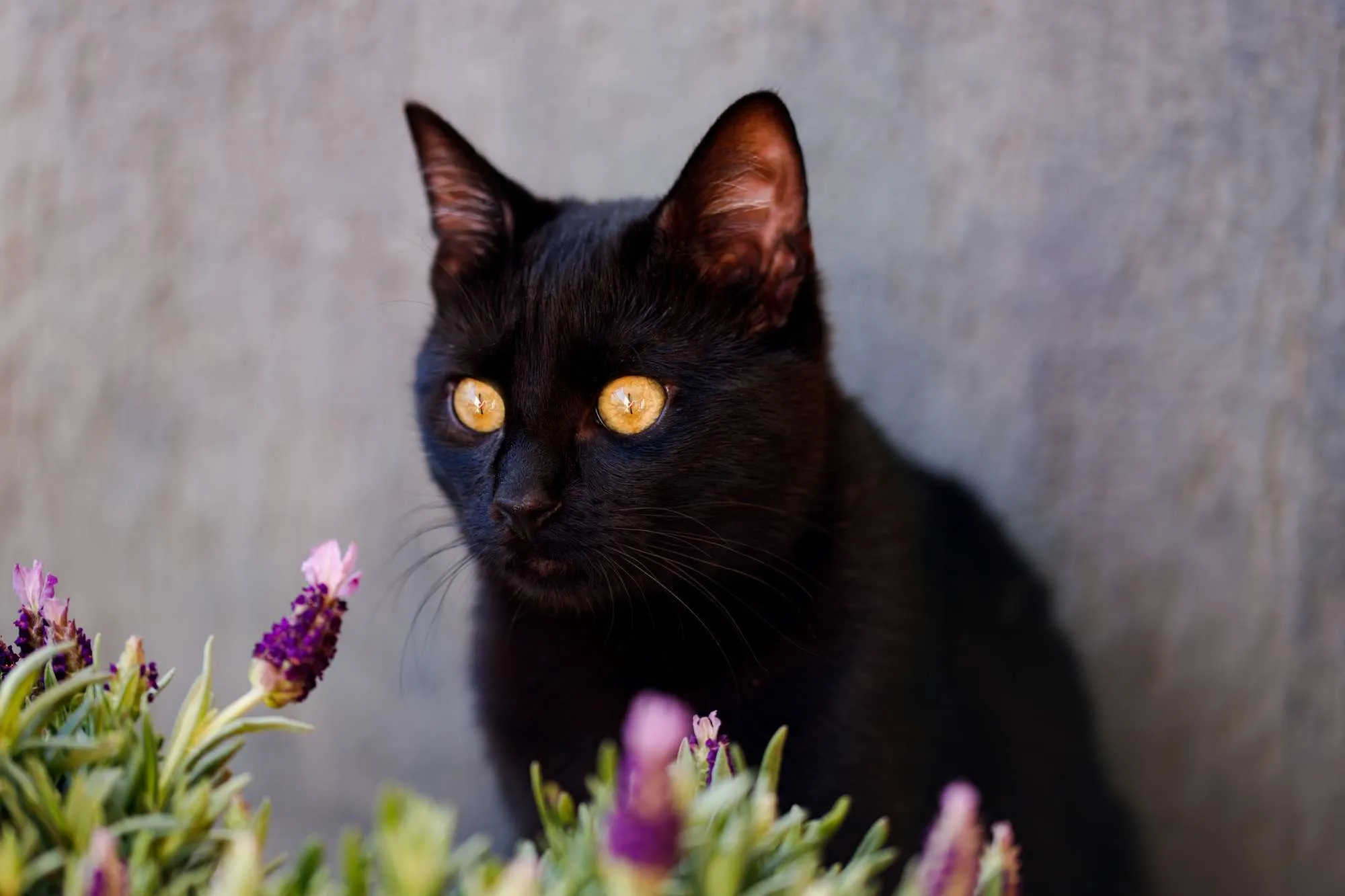 Little black cat snifing lavender plant. Spring gardening concept.
