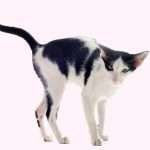 Phantom spraying cat