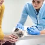 Pet owner with her cat at the vet clinic