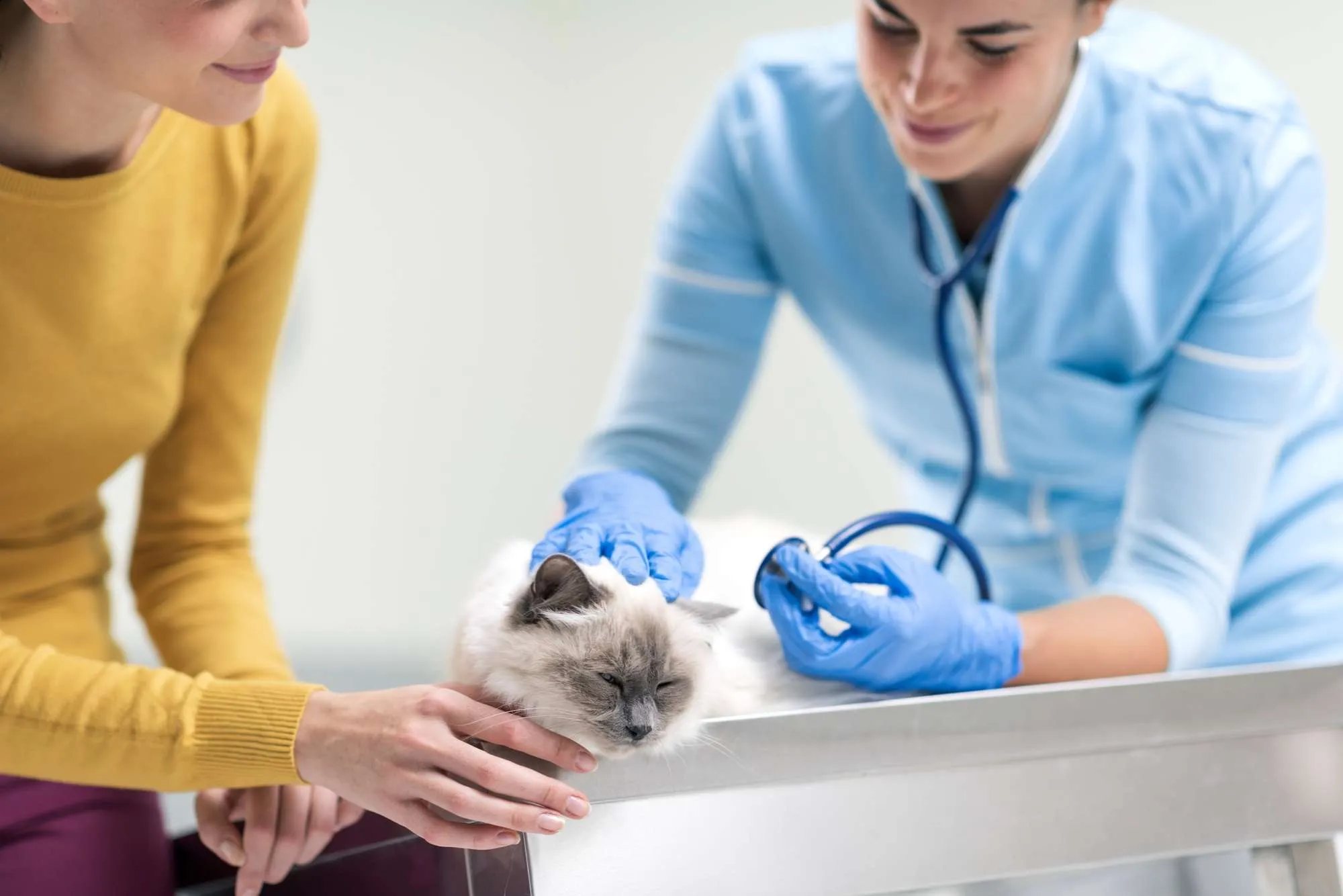 Pet owner with her cat at the vet clinic